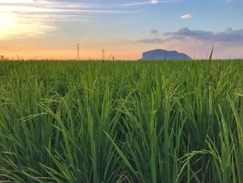 Crops growing on field against sky during sunset