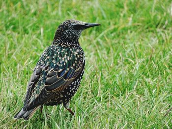 Close-up of a bird on grass