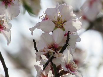 Close-up of white cherry blossom tree