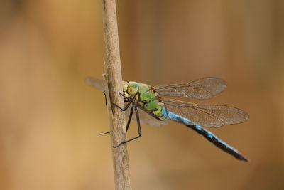 Close-up of dragonfly on plant