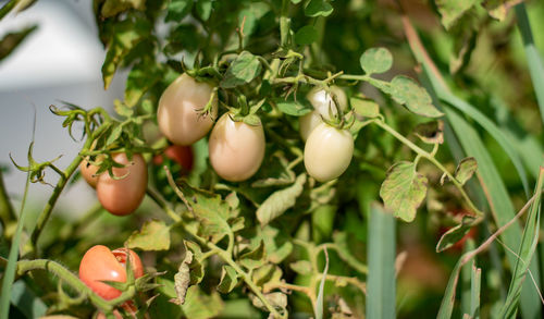 Close-up of tomatoes growing on plant