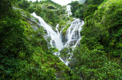 Scenic view of waterfall in forest