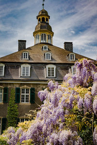 Low angle view of flowering plant against building