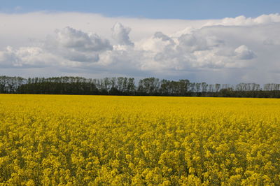 Scenic view of oilseed rape field against sky