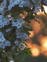 Close-up of flowering plant leaves