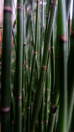 Close-up of bamboo flower