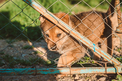 A mongrel puppy walks and looks sadly into the eyes of the camera through a metal fence