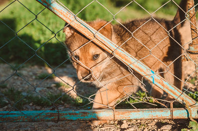 Dog seen through chainlink fence