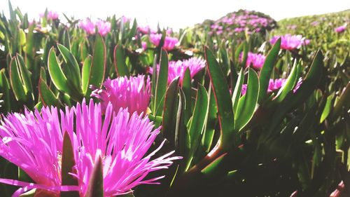 Close-up of pink flowers