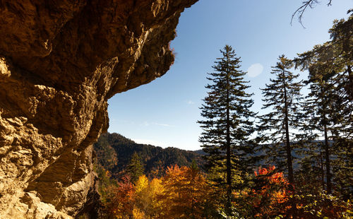 Low angle view of trees in forest