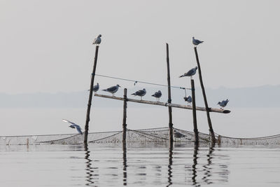 Bird perching on wood by lake against sky