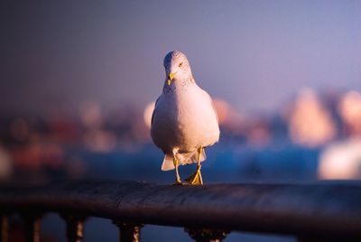 Close-up of seagull perching on railing