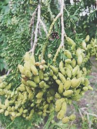 Close-up of plant hanging from tree