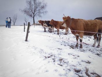 Horse standing on snow field against sky