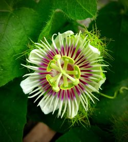 Close-up of flower blooming outdoors