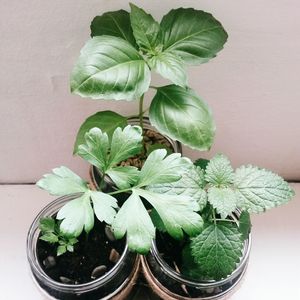 Close-up of potted plant