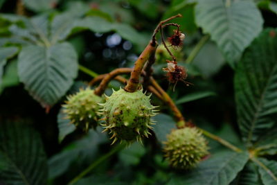 Close-up of berries growing on tree