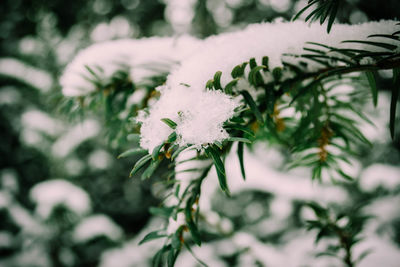 Close-up of snow on flower tree