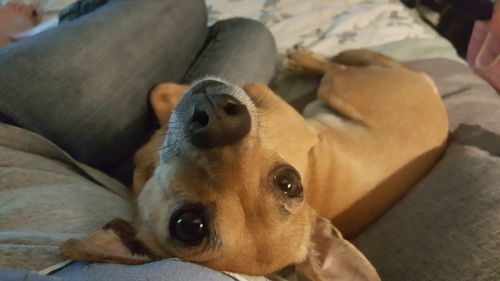 High angle portrait of dog relaxing on bed