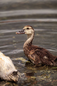 Duck swimming in lake