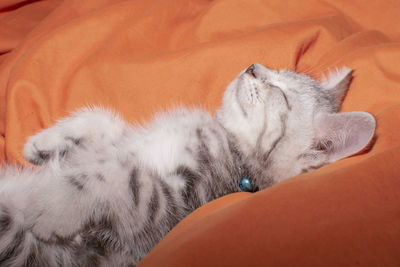 Close-up of cat sleeping on bed