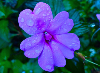 Close-up of wet pink flower blooming outdoors