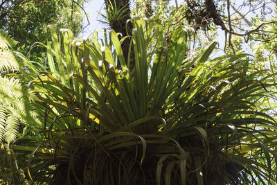 Close-up of fresh green plants in forest