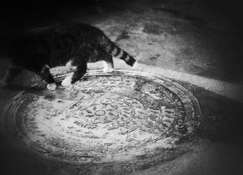 High angle view of a cat