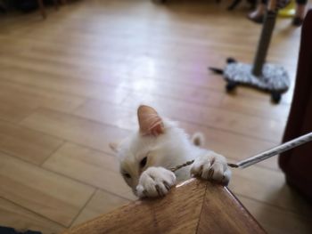 High angle view of cat on wooden floor