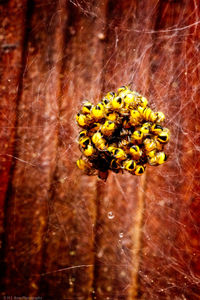 Close-up of yellow flowers blooming outdoors