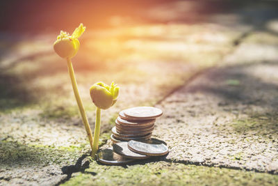 Close-up of coins by seedling