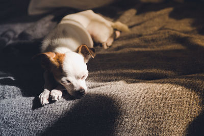 Close-up of dog