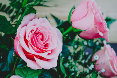 Close-up of pink rose