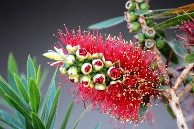 Close-up of red berries on plant