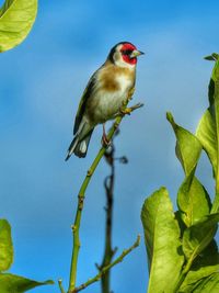 Low angle view of bird perching on tree