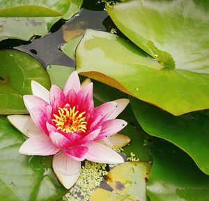 Close-up of lotus water lily in pond