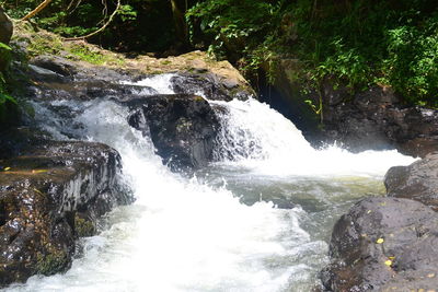 Scenic view of waterfall in forest