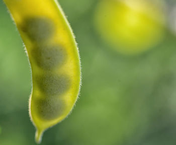 Close-up of plant pod