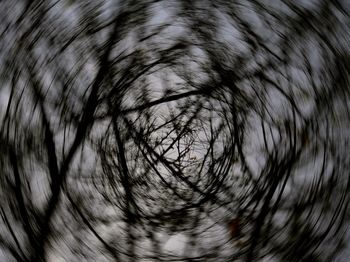 Close-up of tree against sky at night