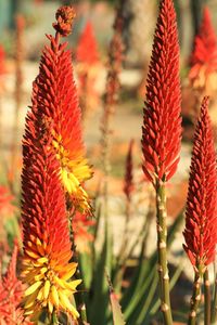 Close-up of red flower