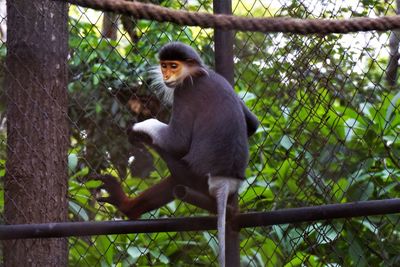 Monkey climbing on the chainlink fence