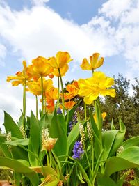 Close-up of yellow flowering plant against sky