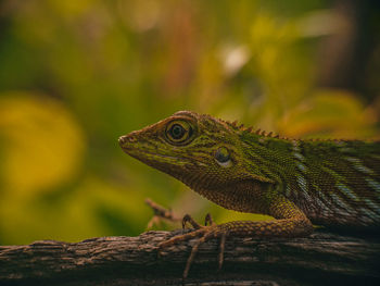 Close-up of a lizard