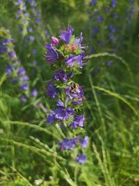 Close-up of insect on purple flowering plant