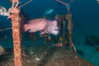 Fish swimming in sea