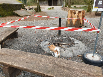 High angle view of dog on footpath