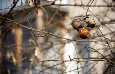 Close-up of fruit on tree