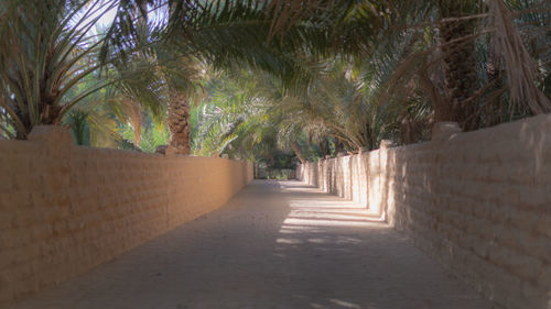 Footpath amidst palm trees in park