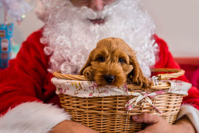 Portrait of dog in basket