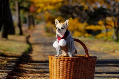 Portrait of dog sitting on wicker basket